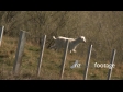 Goat Walking Behind Fence 1 2835